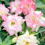 Адениум THONG CHOMPHU