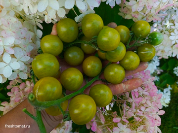 Доктор фростед (Dr. Frosted green) сорт томата