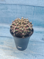 Gymnocalycium T-Rex Pink hybrid (Гимнокалициум T-rex)