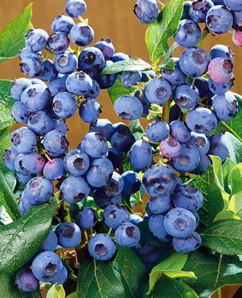 Голубика Ханна Чойс С1,5-2 Закупка М44 апрель 2026