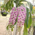 Ринхостилис RHY 03-SUK PRASERI