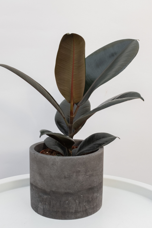 Фикус Эластика Абиджан