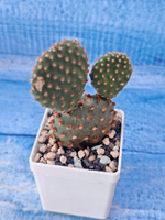 Opuntia Microdasys Rufida (Опунция)