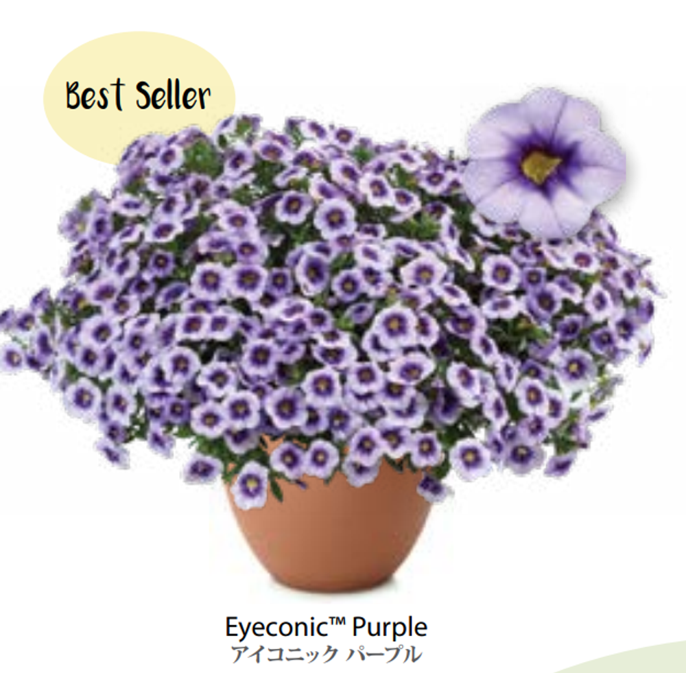 ЕВРО Calibrachoa Eyeconic Purple укорененный черенок февраль 26 DAN