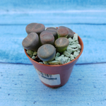 Lithops sp. (Литопсы)