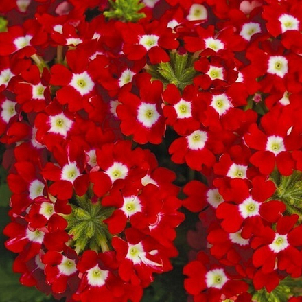 Вербена гибридная красная с белым глазком (6 шт)