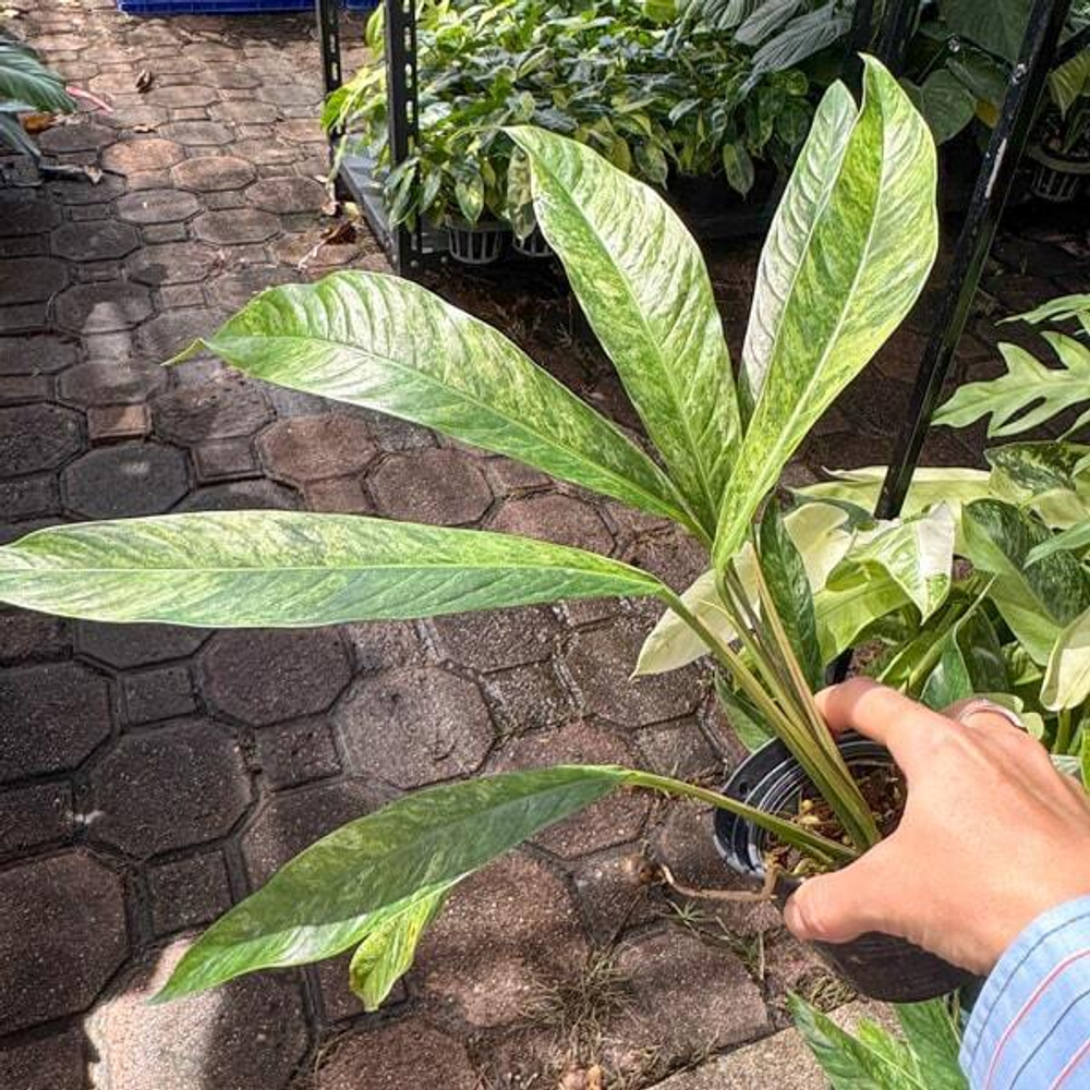 Рафидофора MEGASPERMA VAR