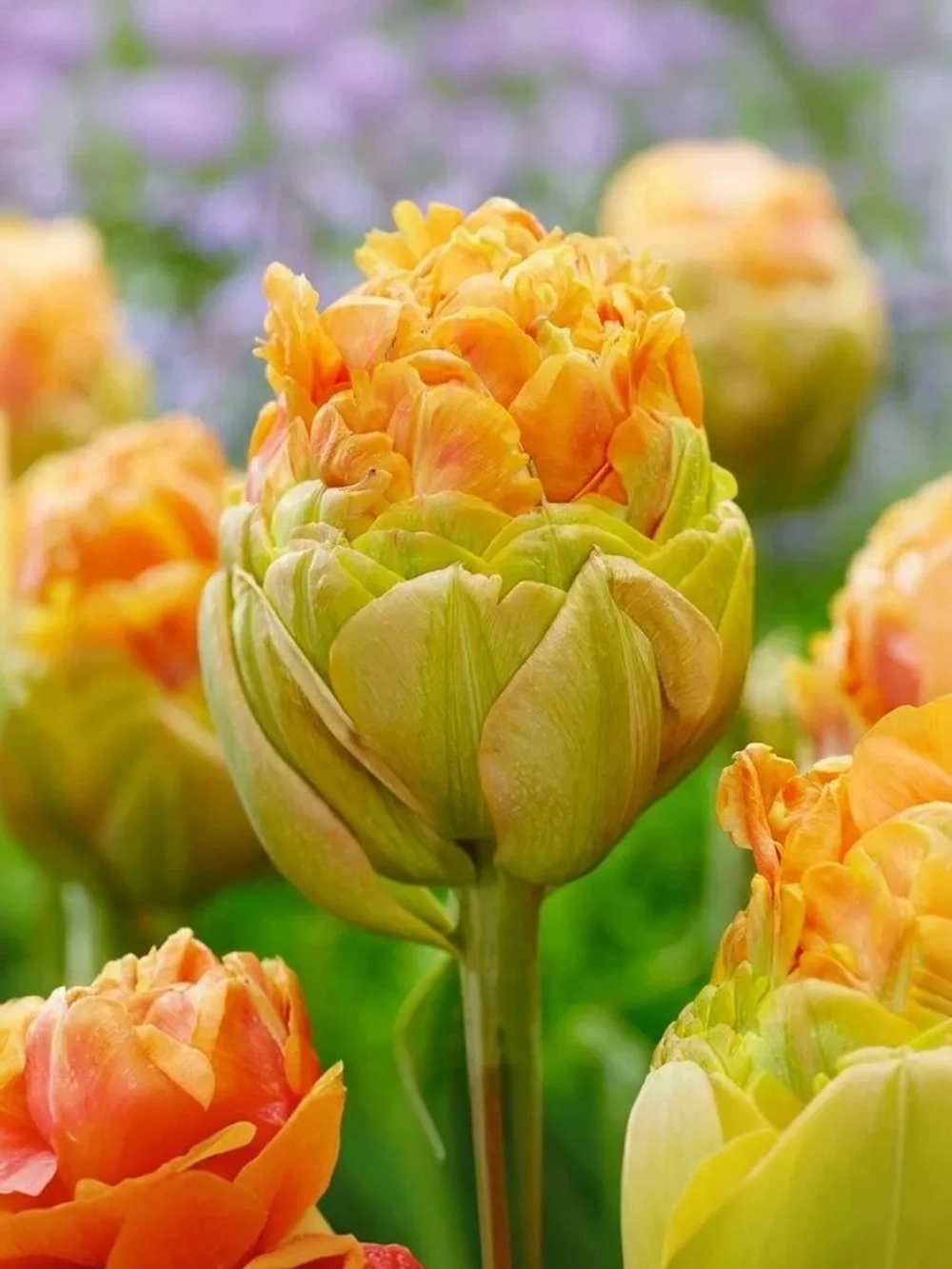 Тюльпан Пионовидный Ле Лаванду