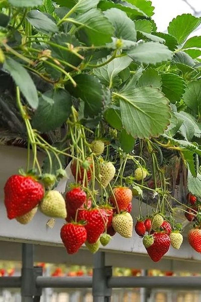 Земляника садовая Гирлянда Р9 Закупка М65 май-июнь 2026