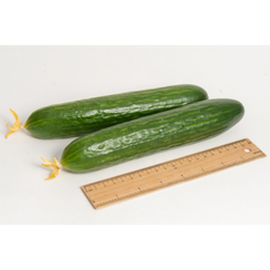 Метренг F1 семена огурца партенокарпического (Гавриш)