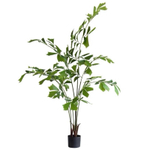 Кариота 160 см