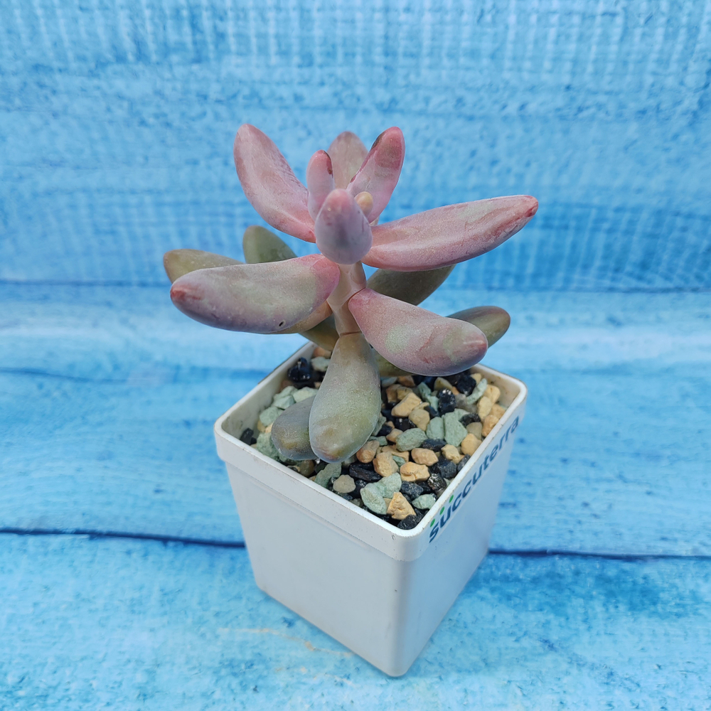 Pachyphytum Ganzhou (Пахифитум)