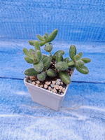 Delosperma Echinatum (Делосперма)