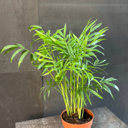 Хамаэдорея изящная (Chamaedorea elegans)