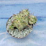 Euphorbia meloformis f. Variegated (Эуфорбия вариегатная)