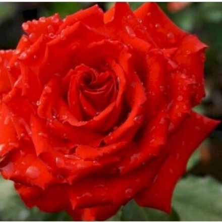 Роза чайно-гибридная Лотос/Lotus