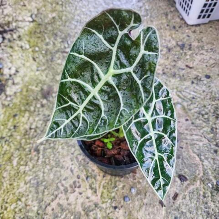 Алоказия WATSONIANA