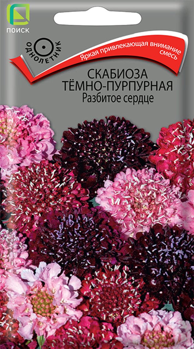 Скабиоза тёмно-пурпурная Разбитое сердце