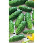 Семена Огурец Засолочный (Марс) Б/П