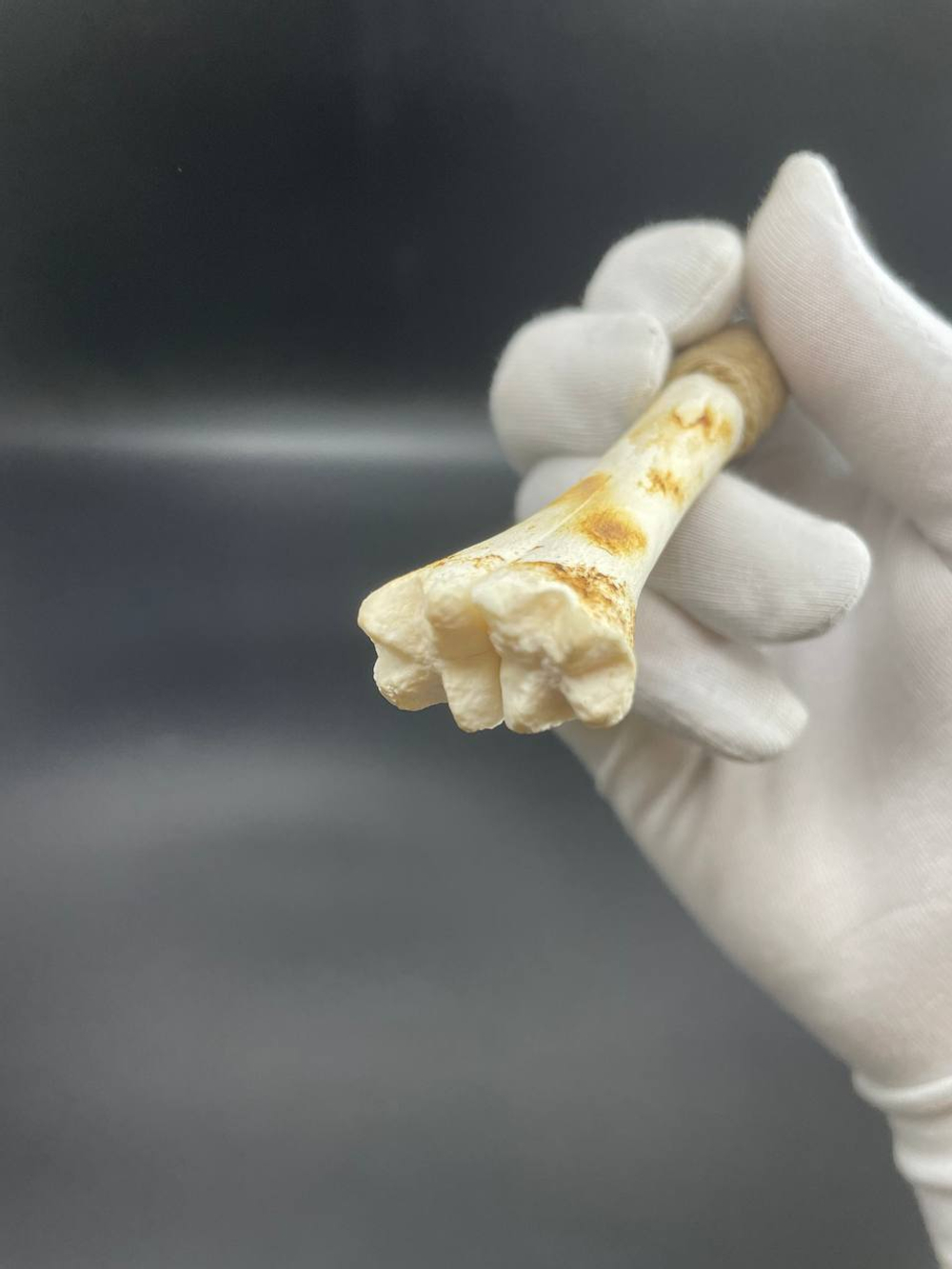 Обсидиановый клинок зигзаг с рукоятью из обожженной кости 17 см