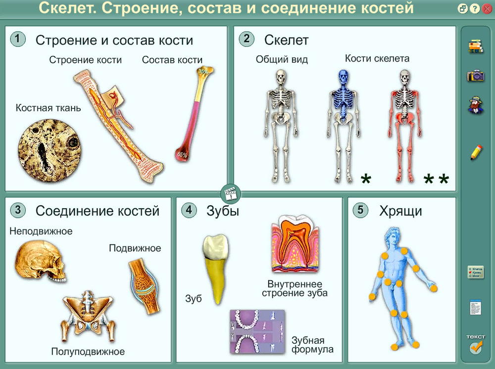 Интерактивные плакаты "Биология человека"