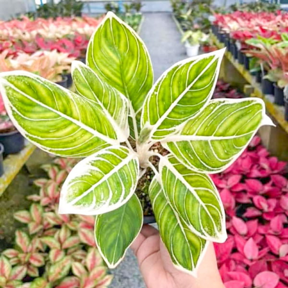 Аглаонема WHITE KHANZA