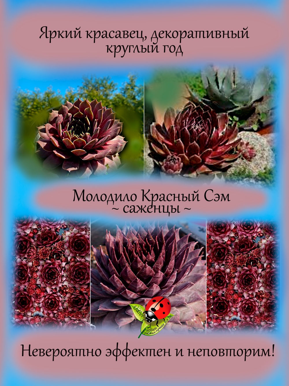 Молодило Красный Сэм каменная роза