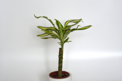 Драцена Йеллоу Кост / Dracaena Yellow Coast