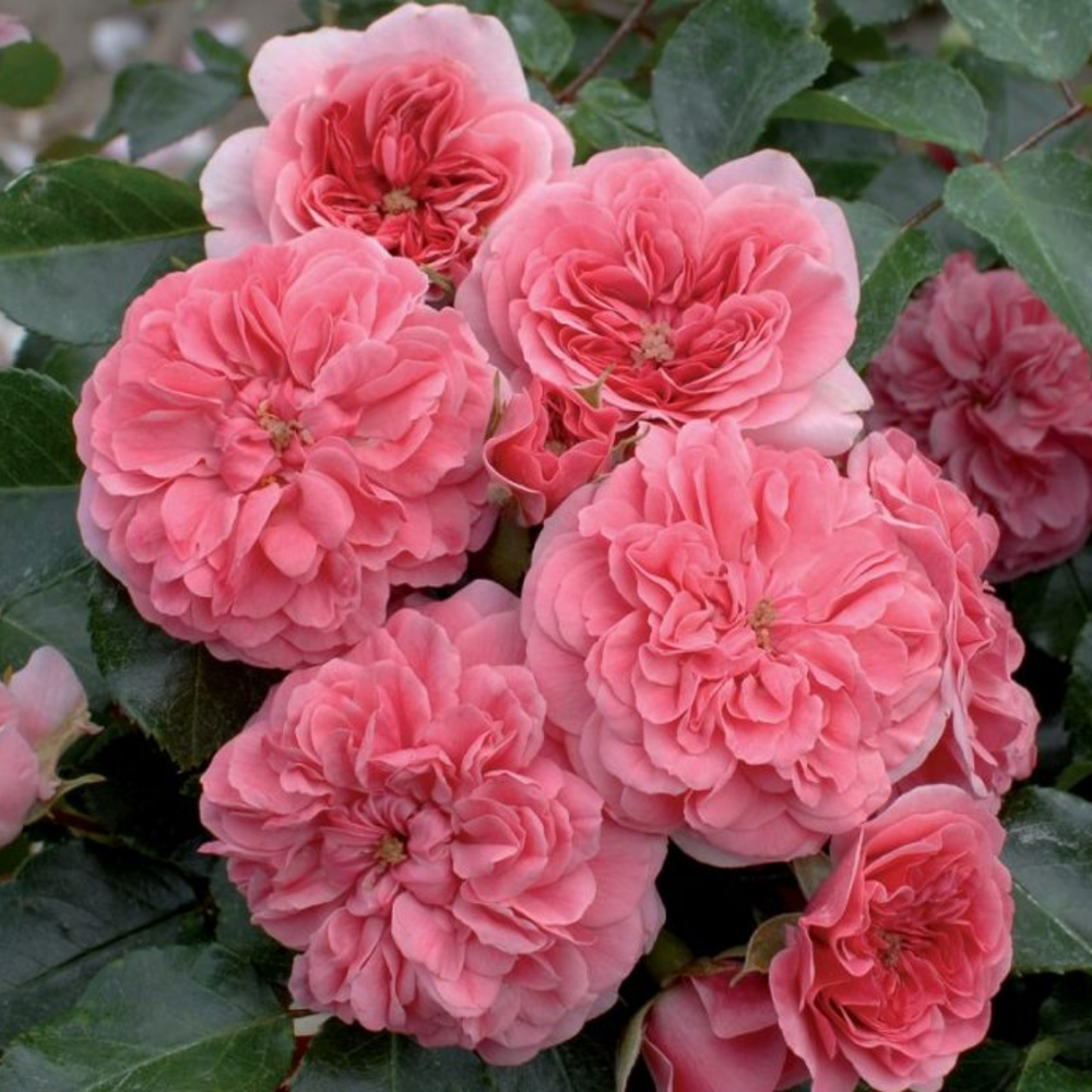 Ле Катр Сезон (Les Quatre Saisons)