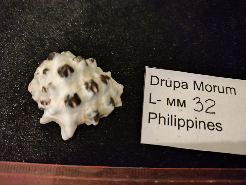 Друпа Морум