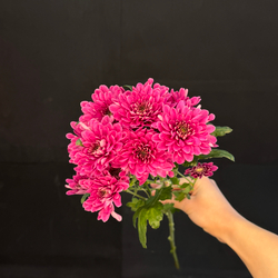 Хризантема кустовая Фиолетовая / 1 шт