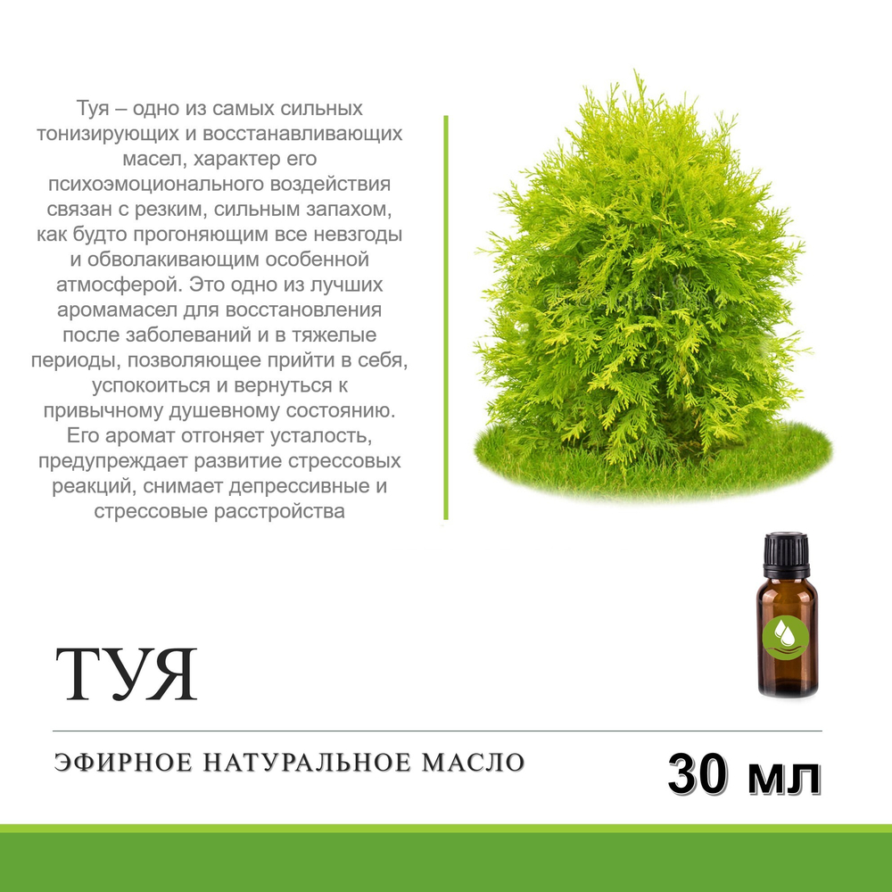 Эфирное масло ТУИ / Thuja oil