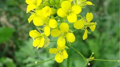 Желтушник левкоевидный (трава)