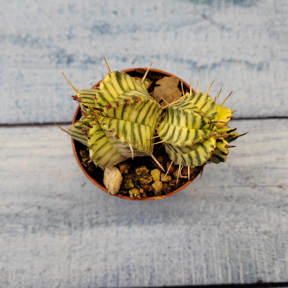 Euphorbia meloformis f. Variegated (Эуфорбия вариегатная)