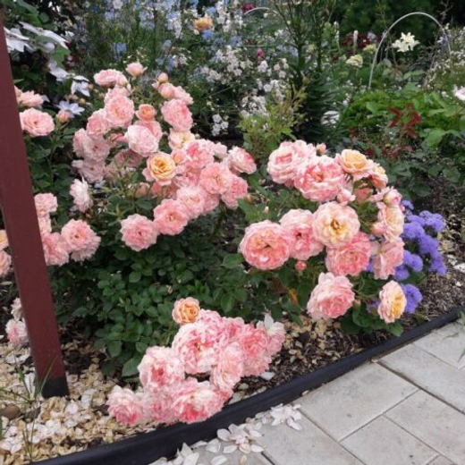 Роза миниатюрная Пич Клементин куст Закупка М57 июнь 2026