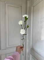 Диантусы кустовые белые