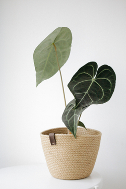 Антуриум Кларинервиум