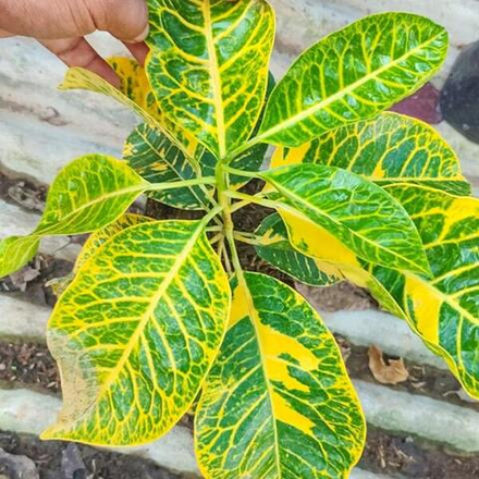 Кротон ANDE ANDE LUMUT