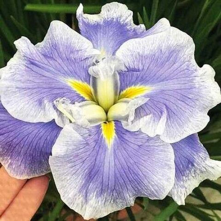 Ирис мечевидный Динерплейт Капкейк С2