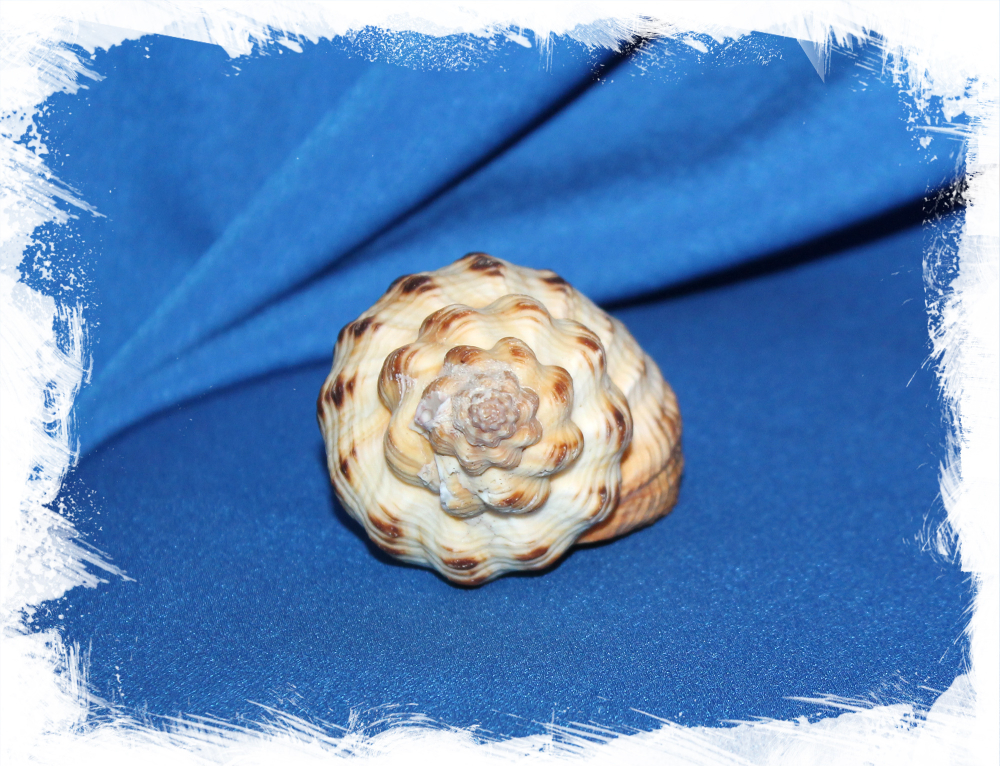 Sea shell Cantharus melanostoma, Кантарус меланостома, Ракушка Черноустый Кантарус