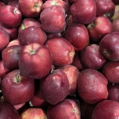ЯБЛОКИ Ред Чиф (Вес)