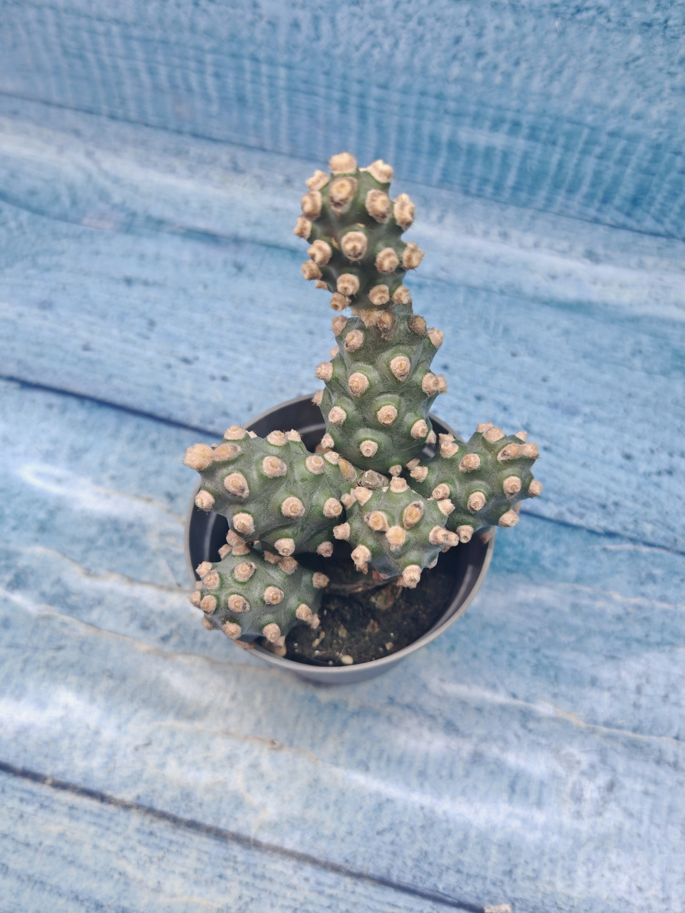Tephrocactus Molinensis (Тефрокактус)