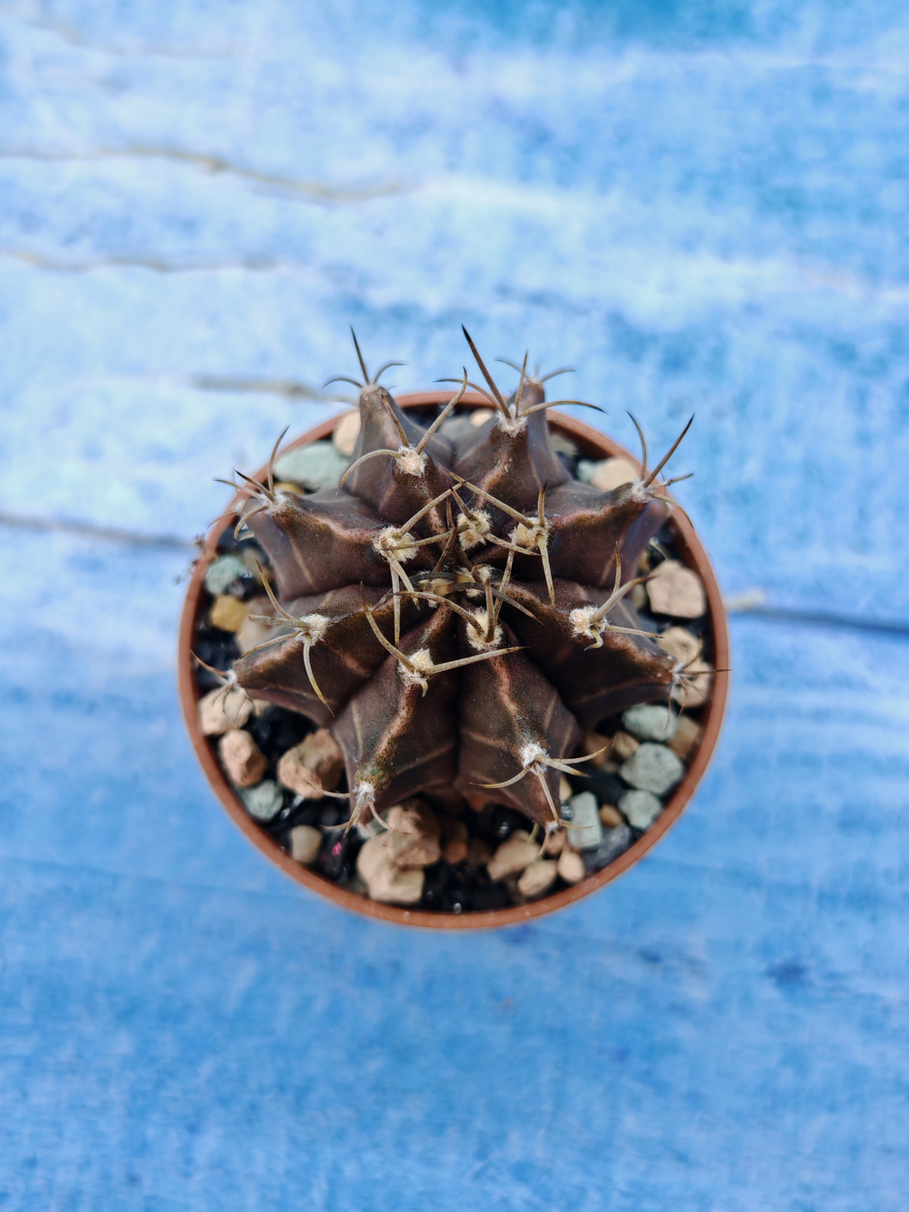 Gymnocalycium Friedrichii (Гимнокалициум)