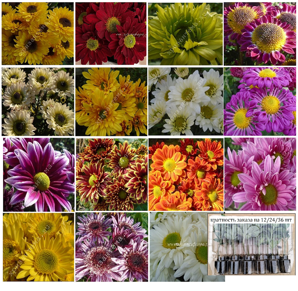 набор №4 кустовая ромашки /поставка май 2026г/