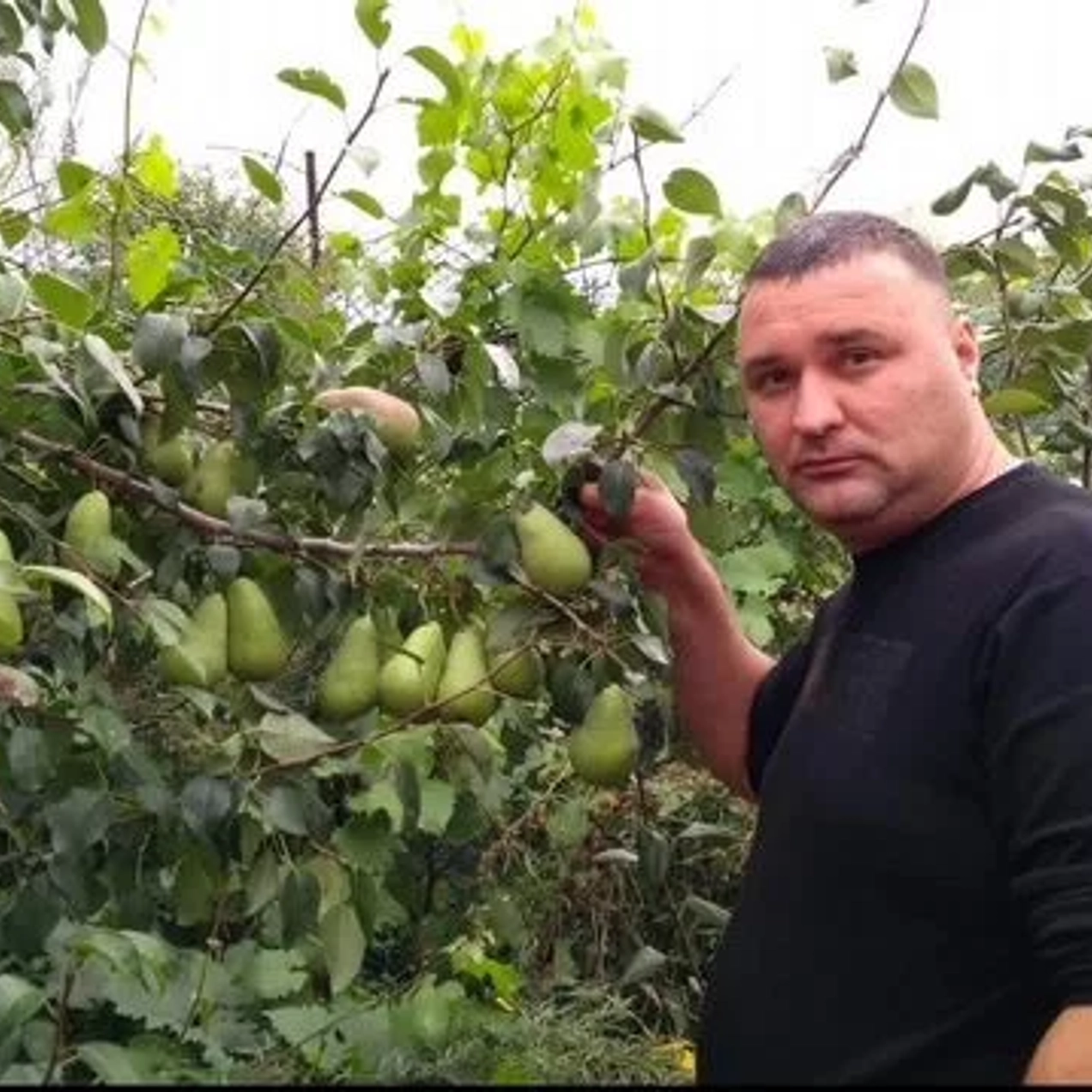 Выбор лучших саженцев