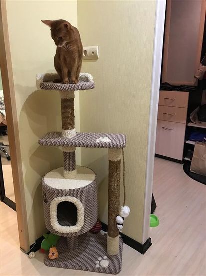 Когтеточка Д-21