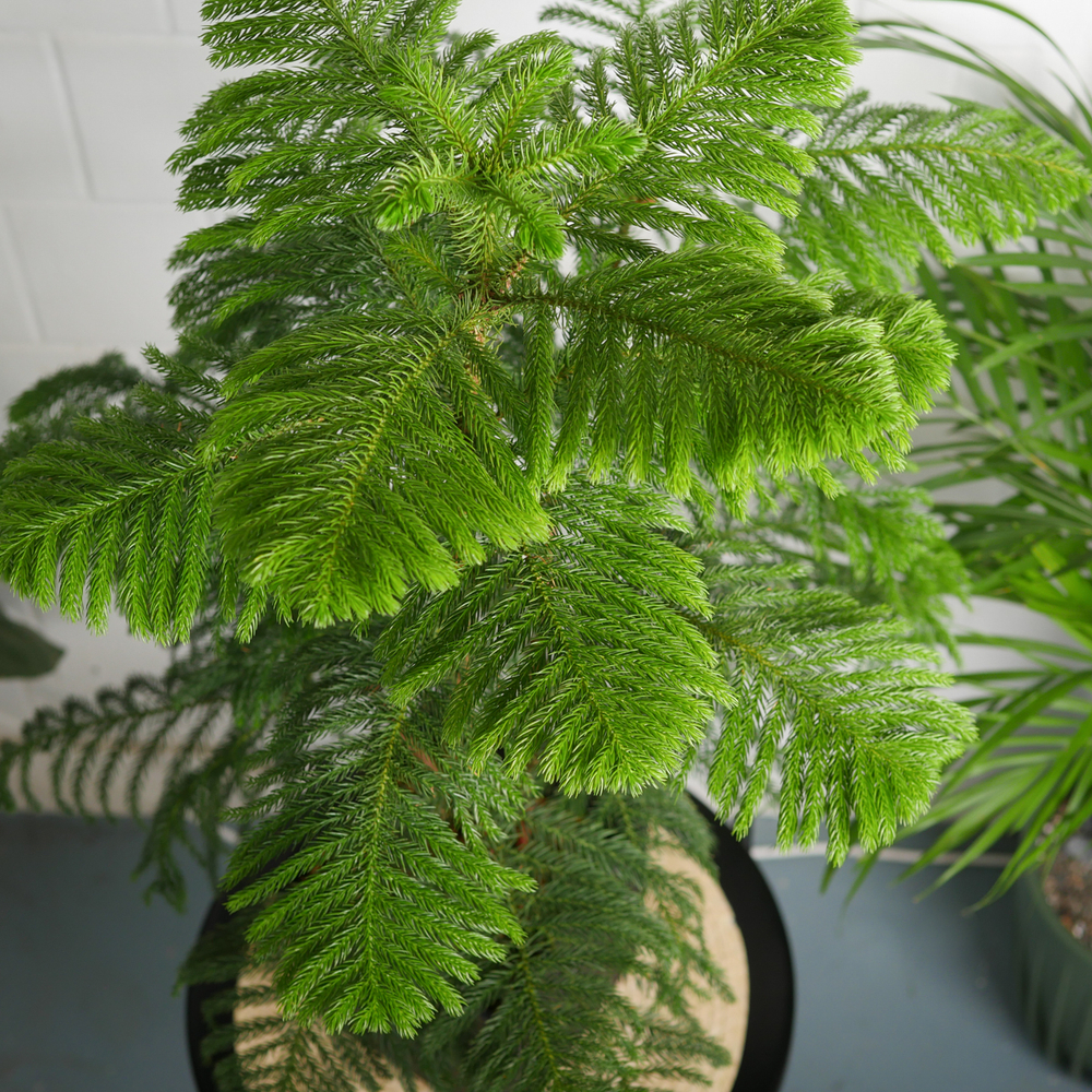 Араукария Гетерофилла 90см