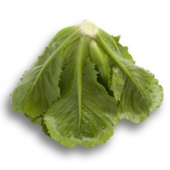 КРАНЧИТА семена салата (Rijk Zwaan | Alexagro) – фото 19