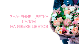Значение цветка каллы на языке цветов