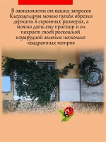 Клеродендрум Госпожи Томпсон